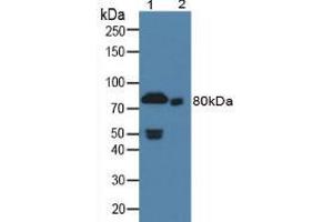 Figure. (Prothrombin antibody  (AA 201-323))