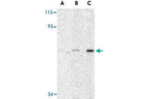 Western blot analysis of ATG7 in L1210 cell lysate with ATG7 polyclonal antibody  at (A) 1, (B) 2 and (C) 4 ug/mL . (ATG7 antibody  (N-Term))