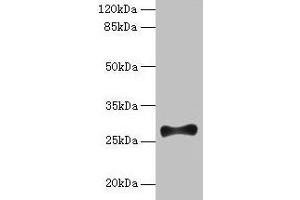 Western blot All lanes: FGF13 antibody at 12 μg/mL + Mouse brain tissue Secondary Goat polyclonal to rabbit IgG at 1/10000 dilution Predicted band size: 28, 22, 29, 23, 26 kDa Observed band size: 28 kDa (FGF13 antibody  (AA 1-245))