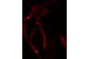 ABIN6275040 staining  NIH-3T3 cells by IF/ICC. (Superoxide dismutase copper chaperone antibody  (C-Term))