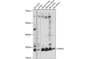 Western blot analysis of extracts of various cell lines, using DPP antibody (ABIN7266743) at 1:1000 dilution. (DPPA2 antibody  (AA 1-200))