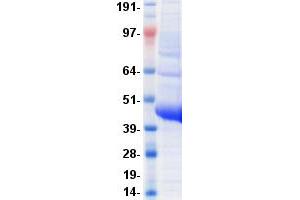 Validation with Western Blot (LGR5 Protein (Fc Tag))