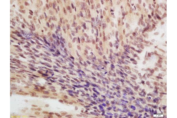 EIF4A3 antibody  (AA 351-411)