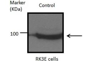 WB Image Sample(30 μg of whole cell lysate) A:293T B:A431, 7. (HSP90AB1 antibody  (N-Term))