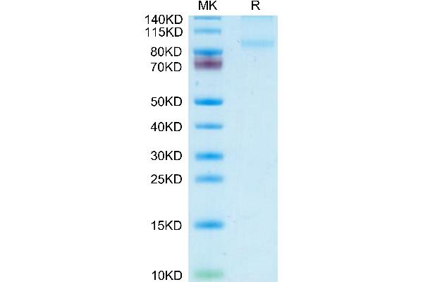 CD31 Protein (AA 18-590) (His tag)