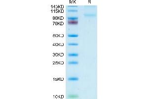 Mouse CD31/PECAM-1 on Tris-Bis PAGE under reduced condition. (CD31 Protein (AA 18-590) (His tag))