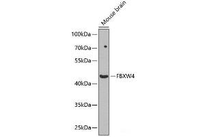 Western blot analysis of extracts of Mouse brain using FBXW4 Polyclonal Antibody at dilution of 1:1000. (FBXW4 antibody)
