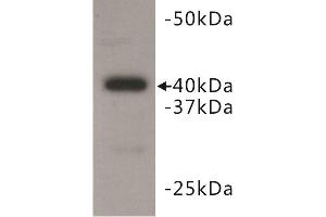 Western Blotting (WB) image for anti-BMI1 Polycomb Ring Finger Oncogene (BMI1) antibody (ABIN1854963)