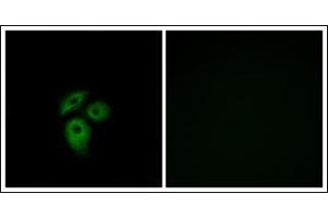 Immunofluorescence analysis of A549 cells, using CD234 Antibody (left). (DARC antibody  (N-Term))