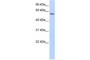 Western Blotting (WB) image for anti-LSM14A, SCD6 Homolog A (LSM14A) antibody (ABIN2459875) (LSM14A antibody)