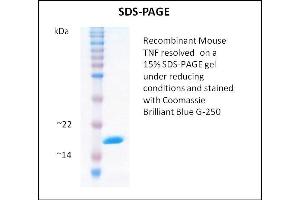 SDS-PAGE (SDS) image for Tumor Necrosis Factor alpha (TNF alpha) (Active) protein (ABIN5509393) (TNF alpha Protein)