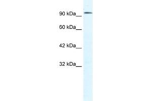 WB Suggested Anti-CLCN3 Antibody Titration:  1. (CLCN3 antibody  (C-Term))