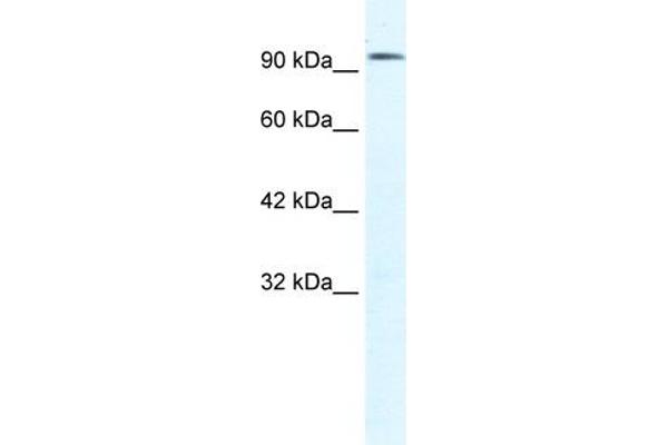 CLCN3 antibody  (C-Term)
