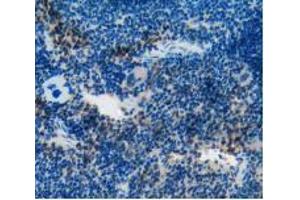 IHC-P analysis of Mouse Spleen Tissue, with DAB staining. (CD55 antibody  (AA 47-286))