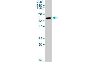 JNK2 antibody  (AA 321-424)