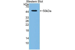 Western blot analysis of the recombinant protein. (PLAU antibody  (AA 17-432))