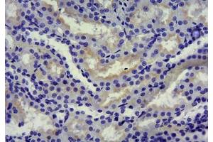 ABIN870680 (10µg/ml): Staining of paraffin embedded Rat Kidney. (SLC5A1 antibody  (Internal Region))