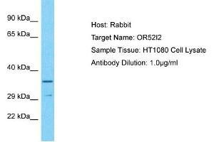 Host: Rabbit Target Name: OR52I2 Sample Type: HT1080 Whole Cell lysates Antibody Dilution: 1. (OR52I2 antibody  (N-Term))