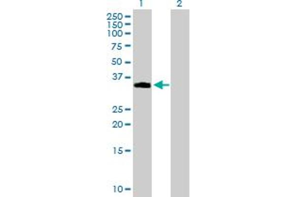 NDFIP2 antibody  (AA 1-242)