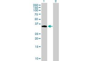 Western Blot analysis of NDFIP2 expression in transfected 293T cell line by NDFIP2 MaxPab polyclonal antibody. (NDFIP2 antibody  (AA 1-242))