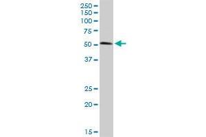 BIRC4 MaxPab rabbit polyclonal antibody. (XIAP antibody  (AA 1-497))