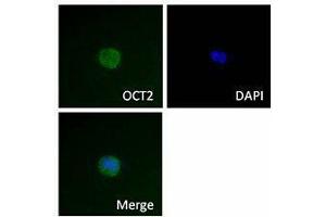 Immunofluorescence (IF) image for anti-POU domain, class 2, transcription factor 2 (POU2F2) antibody (ABIN2665310) (Oct-2 antibody)
