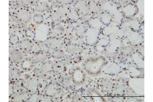 Immunoperoxidase of monoclonal antibody to TRAF4 on formalin-fixed paraffin-embedded human salivary gland. (TRAF4 antibody  (AA 371-470))