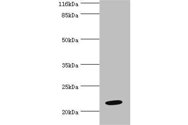 NME6 抗体  (AA 1-186)