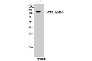 Western Blotting (WB) image for anti-MRE11 Meiotic Recombination 11 Homolog A (S. Cerevisiae) (MRE11A) (pSer264) antibody (ABIN3173065) (Mre11 antibody  (pSer264))