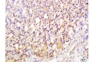 Formalin-fixed and paraffin embedded mouse stomach labeled with Rabbit Anti MTLR Polyclonal Antibody, Unconjugated (ABIN733523) at 1:200 followed by conjugation to the secondary antibody and DAB staining (Motilin Receptor antibody  (AA 251-350))