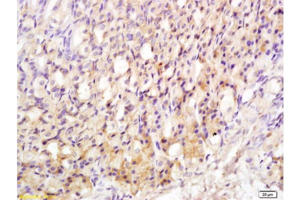 Motilin Receptor antibody  (AA 251-350)
