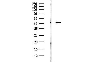 anti-Nucleoside Diphosphate Kinase (NME7) antibody