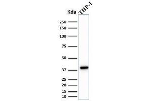 Western Blot Analysis of THP-1 cell lysate using PU. (SPI1 antibody  (AA 16-170))