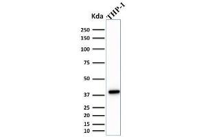 SPI1 antibody  (AA 16-170)
