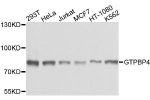 Western blot analysis of extracts of various cell lines, using GTPBP4 antibody (ABIN1872921) at 1:1000 dilution.