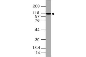 Image no. 1 for anti-Integrin, alpha X (Complement Component 3 Receptor 4 Subunit) (ITGAX) (AA 620-835) antibody (ABIN5027083) (CD11c antibody  (AA 620-835))