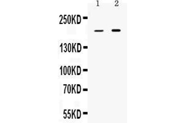 PPL antibody  (C-Term)