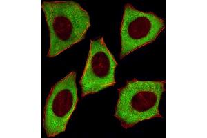 Fluorescent image of  cells stained with YWHAZ Antibody (ABIN1882058 and ABIN2838497). (14-3-3 zeta antibody)
