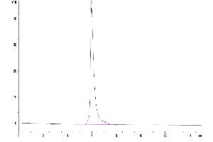 Size-exclusion chromatography-High Pressure Liquid Chromatography (SEC-HPLC) image for Activated Leukocyte Cell Adhesion Molecule (ALCAM) (AA 28-526) protein (Fc Tag) (ABIN7273817)