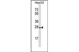Western blot analysis of OR8B12 Antibody (C-term) in HepG2 cell line lysates (35ug/lane). (OR8B12 antibody  (C-Term))