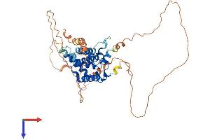 AlphaFold protein structure predicition of Human Recombinant MSL3P1 Protein, UniprotID P0C860 (MSL3P1 Protein (AA 1-447) (His tag))