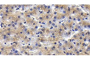 Detection of TNFa in Porcine Liver Tissue using Polyclonal Antibody to Tumor Necrosis Factor Alpha (TNFa) (TNF alpha antibody  (AA 79-234))