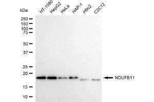 Western blotting analysis using NDUFB11 antibody (ABIN7799548). (NDUFB11 antibody)