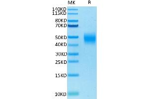 Biotinylated Human SLAMF7 on Tris-Bis PAGE under reduced condition. (SLAMF7 Protein (AA 23-226) (His-Avi Tag,Biotin))