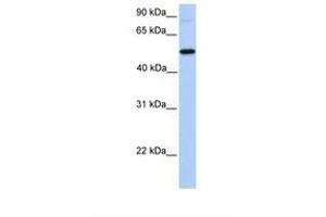 Image no. 1 for anti-UDP-N-Acetyl-alpha-D-Galactosamine:polypeptide N-Acetylgalactosaminyltransferase 13 (GalNAc-T13) (GALNT13) (AA 31-80) antibody (ABIN6739469) (GALNT13 antibody  (AA 31-80))