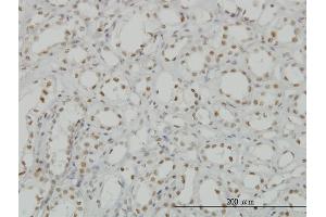 Immunoperoxidase of monoclonal antibody to CDKL1 on formalin-fixed paraffin-embedded human kidney. (CDKL1 antibody  (AA 259-358))