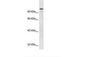 Image no. 3 for anti-General Transcription Factor III (GTF2I) (AA 208-257) antibody (ABIN6735929) (GTF2I antibody  (AA 208-257))