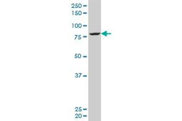 CIRH1A antibody  (AA 587-686)