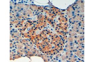 Immunohistochemistry (4μg/ml) staining of paraffin embedded Human Pancreas. (VPS11 antibody  (Internal Region))