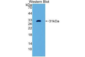 Western blot analysis of the recombinant protein. (PLAP antibody  (AA 68-313))